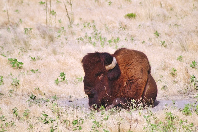 Bison taking a rest on a grassy field.